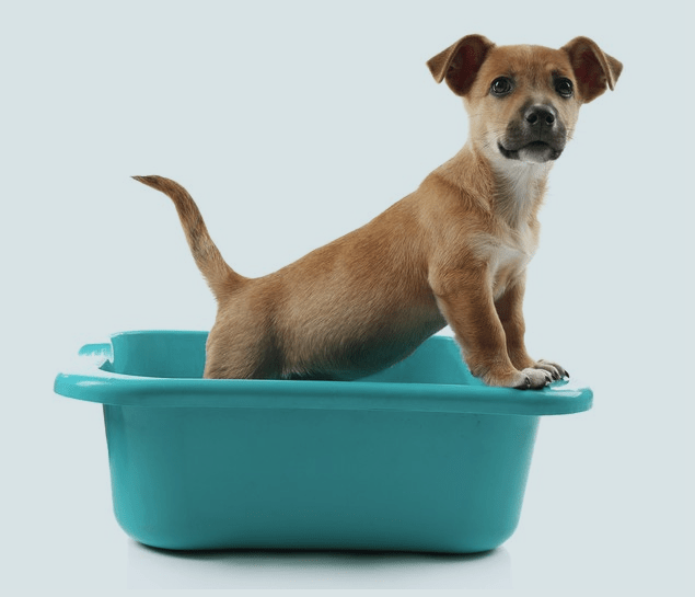 Champú natural con Aloe Vera para perros