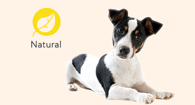 Productos antiparasitarios para perros